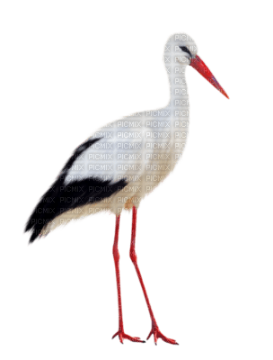aves - PNG gratuit