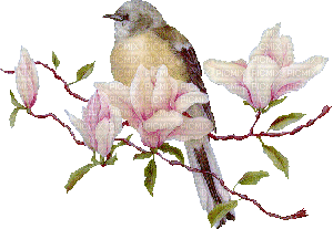 uccellino fiori - GIF animé gratuit