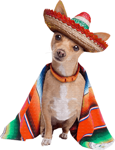Chihuahua - png gratuito