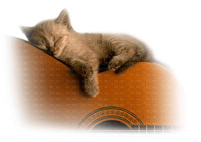 cat sleeping  guitar chat - Free PNG