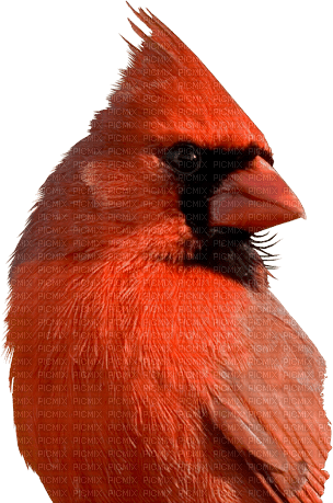 Kaz_Creations Bird - zadarmo png