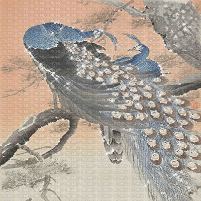 kikkapink peacocks asian japanese background - Free animated GIF