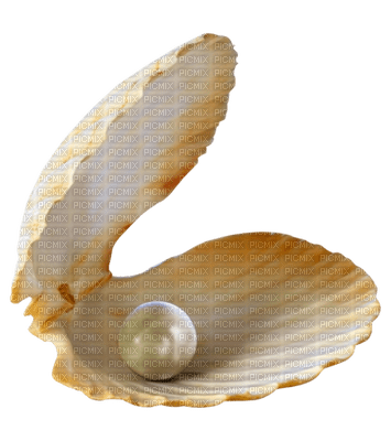 Pearl in shell - darmowe png