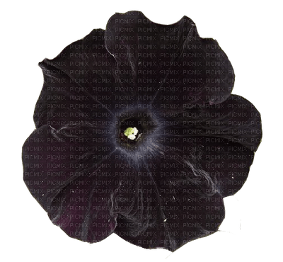 Flowers grey bp - Free PNG