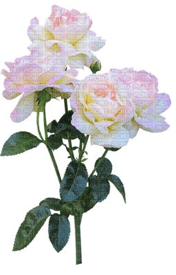 ruusu, kukka, fleur, flower - besplatni png