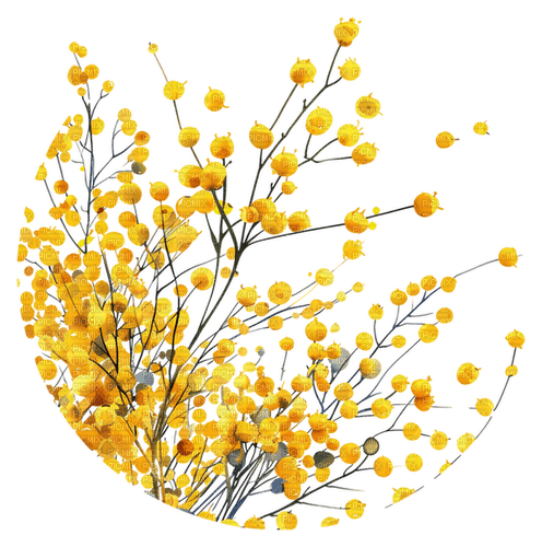 mimosa Bb2 - darmowe png