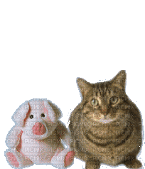 chat et cochon - 免费动画 GIF