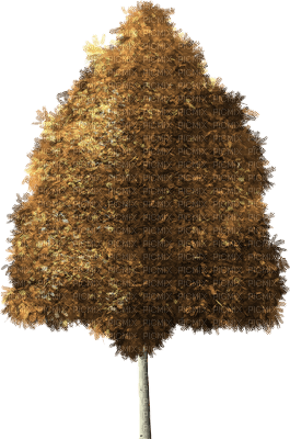 autumn-tree - PNG gratuit