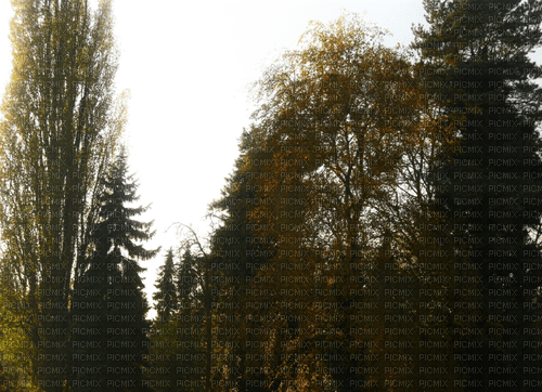 Bäume_Trees - Free PNG
