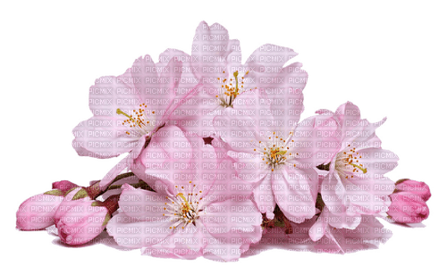 Fleurs.Pink.Cherry blossom.Victoriabea - 免费PNG
