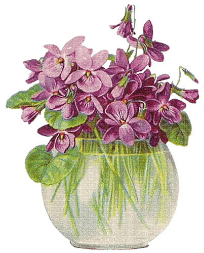 violets - darmowe png