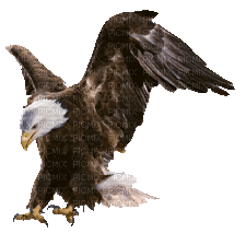 eagle bp - GIF animé gratuit