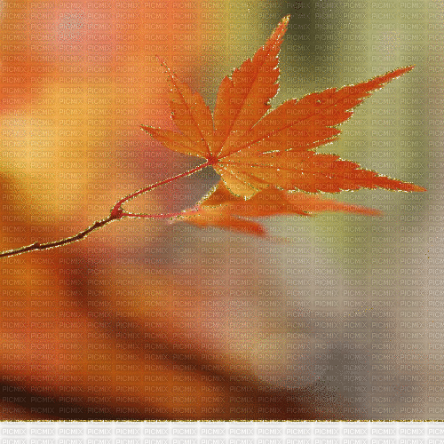 background fond autumn orange leaf gif - GIF animado gratis