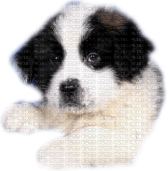 chien - 無料png