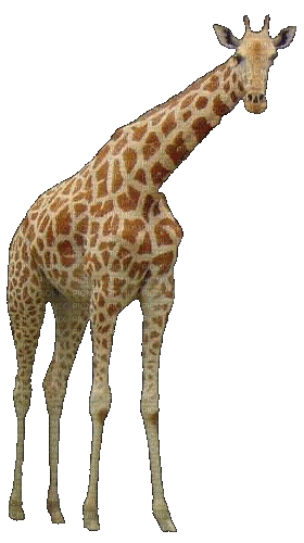 girafe - 無料のアニメーション GIF