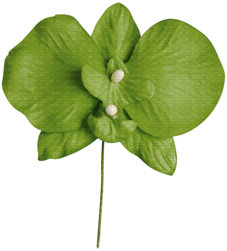 Fleur Vert:) - ücretsiz png
