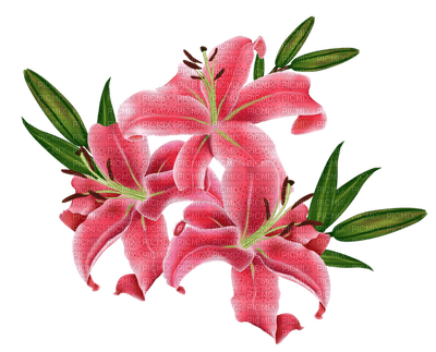 pink lilly - darmowe png