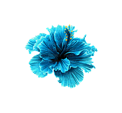 Flower, Flowers, Deco, Decoration, Blue - Jitter.Bug.Girl - δωρεάν png