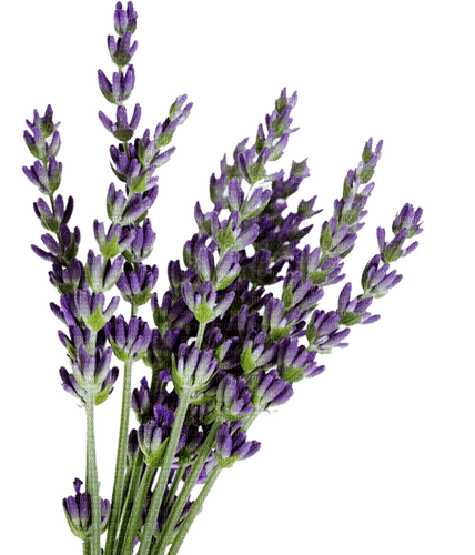 lavender, sunshine3 - безплатен png
