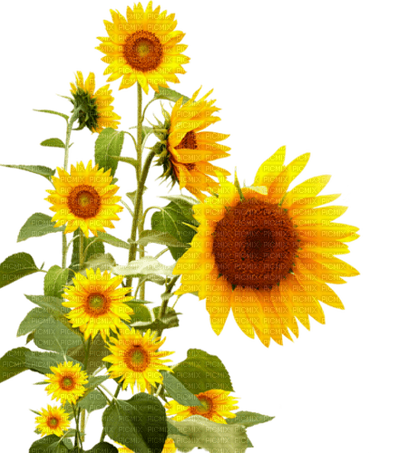 sunflowers  bp - ücretsiz png