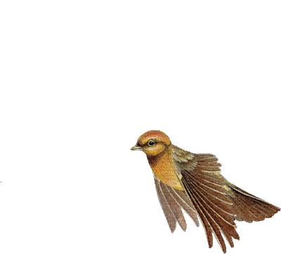 oiseau 60/ HD - Безплатен анимиран GIF