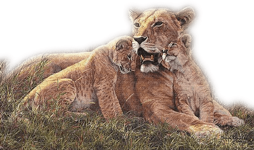 Lions - darmowe png