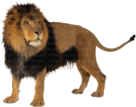 Kaz_Creations Lion - Free PNG