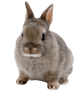 Kaz_Creations Rabbit - nemokama png