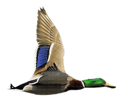 Kaz_Creations Bird - 免费PNG
