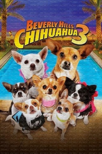 Beverly Hills Chihuahua - ilmainen png