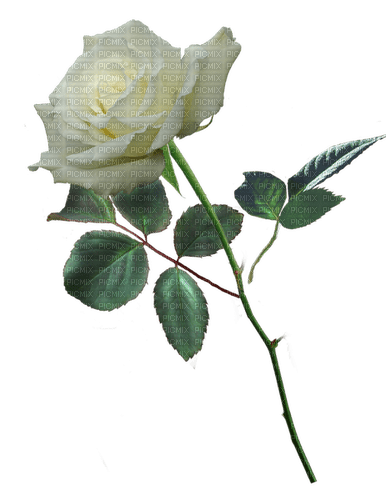 white rose - darmowe png