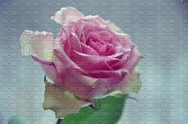 rose mauve - kostenlos png