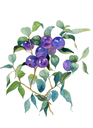 blueberries watercolor Bb2 - фрее пнг