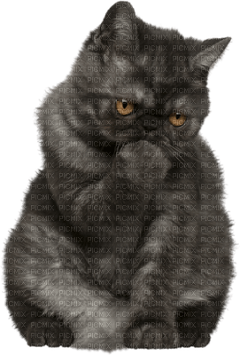 patricia87 chat - kostenlos png