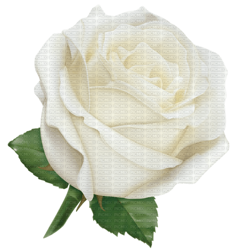 White Rose-RM - PNG gratuit