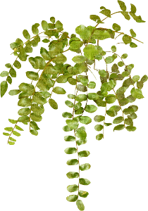 plant - png grátis