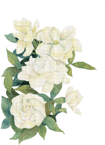Gardenia Flowers - ilmainen png