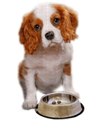 Tube Animaux Chien - darmowe png