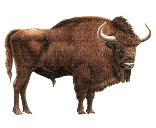 bison milla1959 - darmowe png