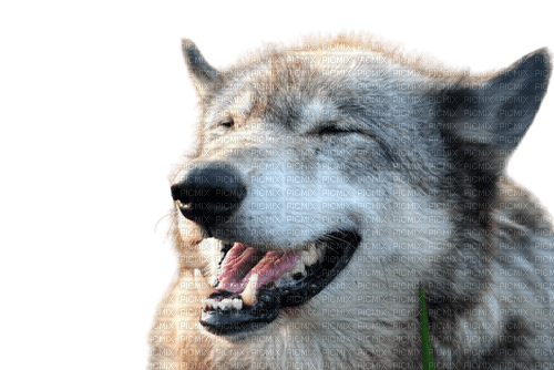 cute wolf - PNG gratuit
