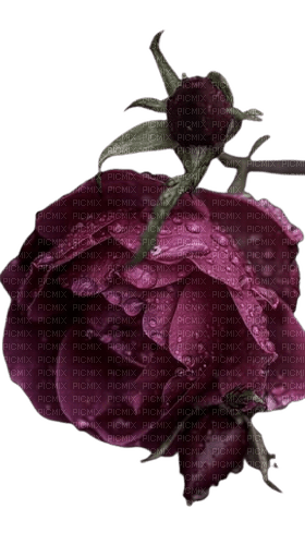 fleur pivoines violettes - png grátis