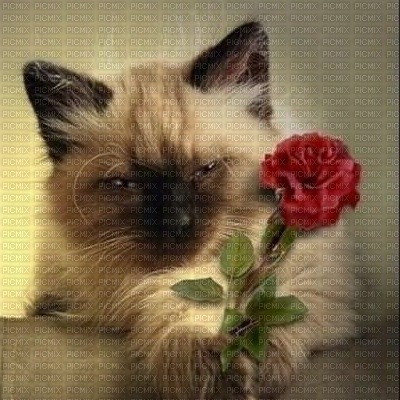 Kitty & Rose - kostenlos png