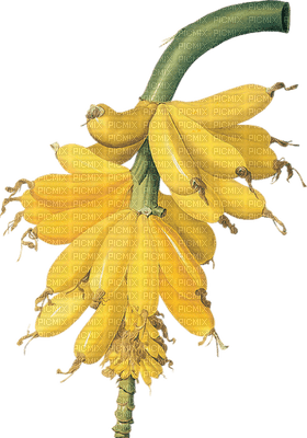 banana bp - δωρεάν png