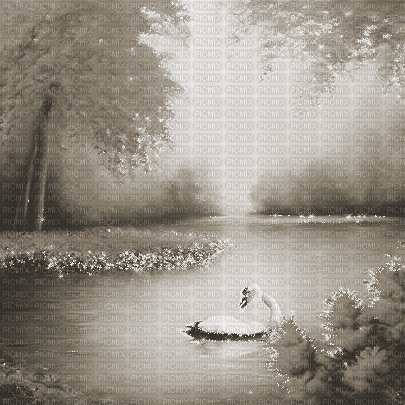 kikkapink autumn background swan lake - Gratis animerad GIF