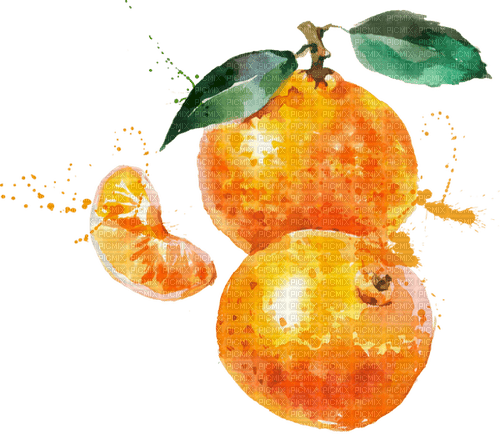 watercolor tangerine Bb2 - Free PNG