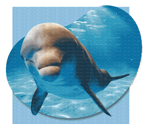dolphin - Ilmainen animoitu GIF