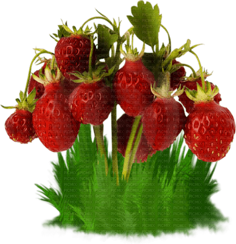 Strawberry Plant - PNG gratuit