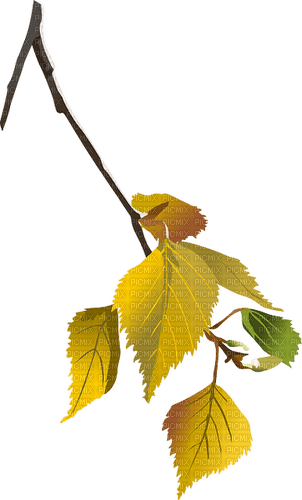 Autumn.branch.Automne.branche.Victoriabea - ingyenes png