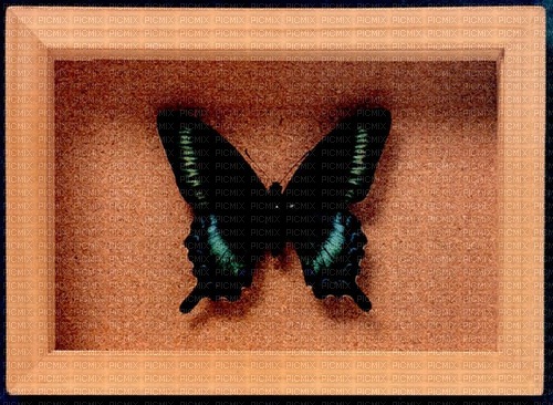 butterfly in box - PNG gratuit