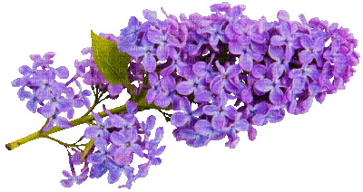 Lilac - GIF animasi gratis